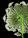 Queen Anne's Lace